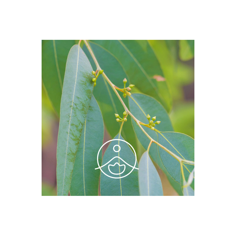 Hydrolat - Eukalyptus