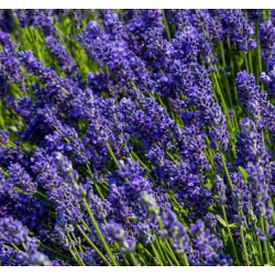 Hydrolat - Lavendel
