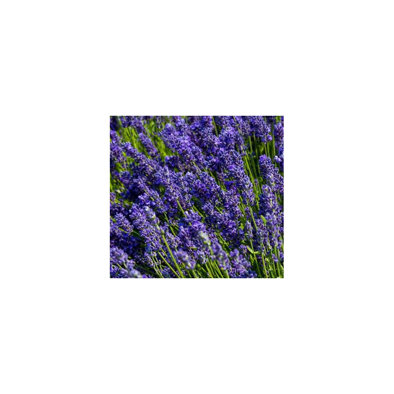 Hydrolat - Lavendel
