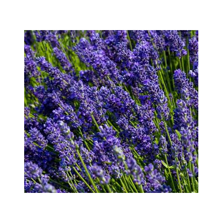 Hydrolat - Lavendel