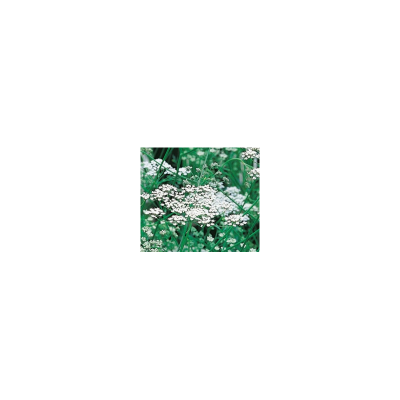 Hydrolat - Anis